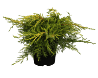 Gelber Pfitzerwacholder • Juniperus media 'Pfitzeriana Aurea'