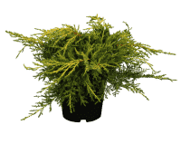 Gelber Pfitzer Wacholder • Juniperus media Pfitzeriana Aurea