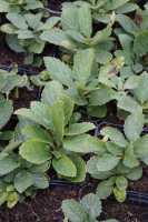Immenblatt 'Royal Velvet Distinction'® • Melittis melissophyllum 'Royal Velvet Distinction'®