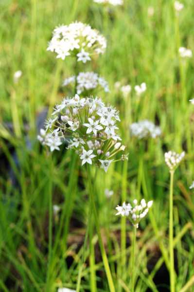 Schnittknoblauch • Allium tuberosum
