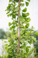 Säulen-Fächerblattbaum 'Tremonia' • Ginkgo biloba 'Tremonia'