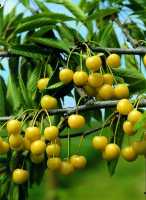 Süßkirsche 'Dönissens Gelbe Knorpelkirsche' • Prunus avium 'Dönissens Gelbe Knorpelkirsche'
