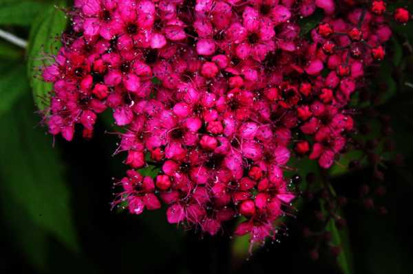 Rote Sommerspiere • Spiraea japonica Anthony Waterer