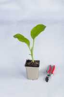 Duftende Garten-Lilien-Funkie Royal Standard • Hosta plantaginea Royal Standard