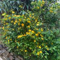 Gemeiner Ranunkelstrauch • Kerria japonica