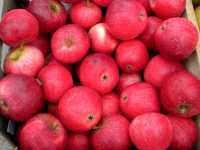 Apfel 'Rote Sternrenette' • Malus 'Rote Sternrenette'