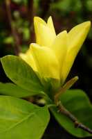 Magnolie 'Daphne' • Magnolia soulangiana 'Daphne'