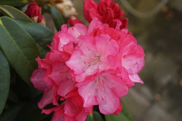 Rhododendron 'Fantastica' • Rhododendron yakushimanum 'Fantastica'