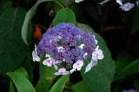 Samthortensie 'Macrophylla' • Hydrangea aspera 'Macrophylla'