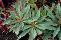 Mandelblättrige Wolfsmilch 'Purpurea' • Euphorbia amygdaloides 'Purpurea'