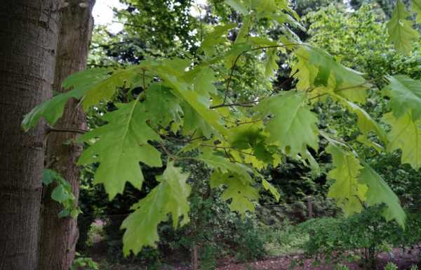 Amerikanische Roteiche • Quercus rubra