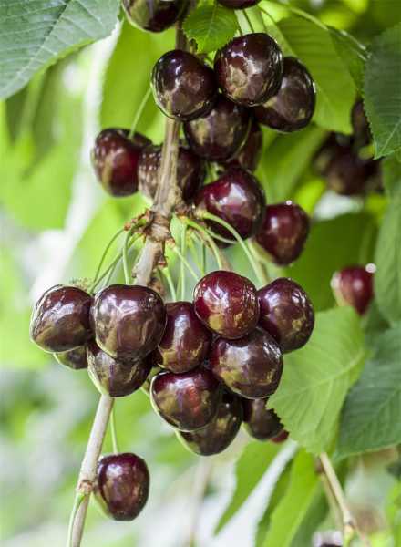 Süßkirsche Kordia • Prunus avium Kordia