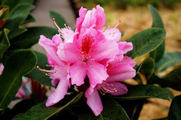 Rhododendron 'Furnivalls Daughter' • Rhododendron Hybride 'Furnivalls Daughter'