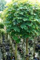 Kugelahorn • Acer platanoides Globosum