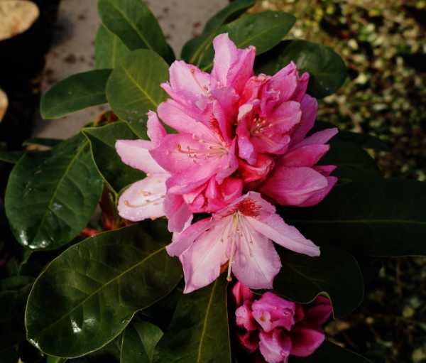 Rhododendron 'Dr. H. C. Dresselhuys' • Rhododendron Hybride 'Dr. H. C. Dresselhuys'
