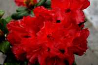 Zwergrhododendron Scarlet Wonder • Rhododendron repens Scarlet Wonder