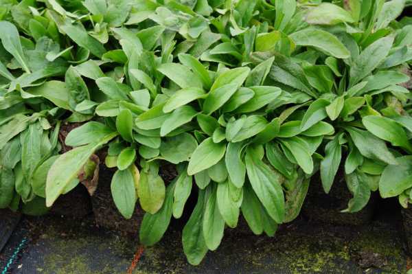 Rindsauge • Buphthalmum salicifolium