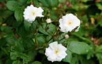 Kletterrose 'Perennial Blush' • Rosa 'Perennial Blush'