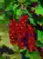 Rote Johannisbeere Rovada • Ribes rubrum Rovada