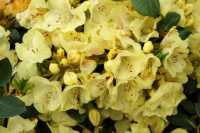 Rhododendron 'Goldkrone' • Rhododendron Hybride 'Goldkrone'