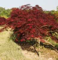 Dunkelroter Schlitzahorn 'Garnet' • Acer palmatum 'Garnet'