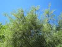 Uferweide • Salix elaeagnos