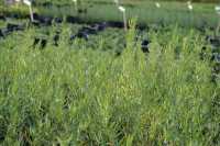 Französischer Estragon • Artemisia dracunculus var. sativus