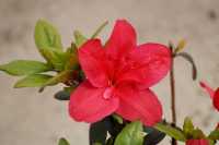 Rhododendron 'Little Red' • Rhododendron obtusum 'Little Red'