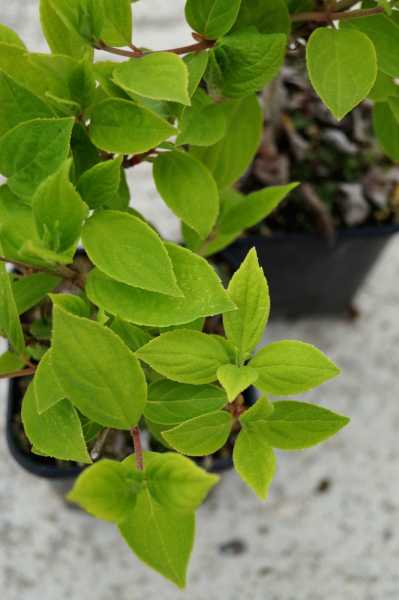 Rispenhortensie 'Grandiflora' • Hydrangea paniculata 'Grandiflora'