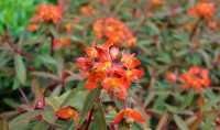 Garten Wolfsmilch Fireglow • Euphorbia griffithii Fireglow