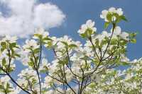 Amerikanischer Blumen-Hartriegel • Cornus florida