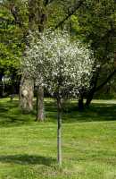 Steppenkirsche Globosa • Prunus fruticosa Globosa