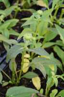 Scheinsonnenhut 'Green Jewel' • Echinacea purpurea 'Green Jewel'