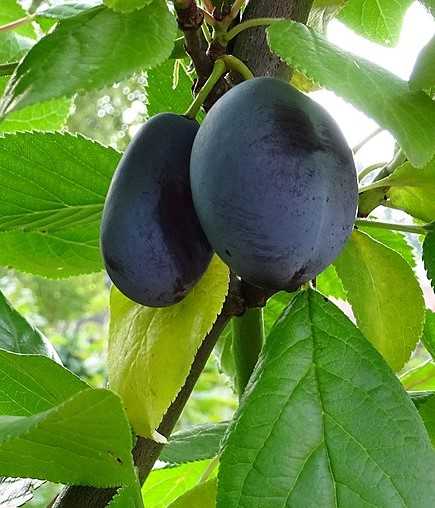 Zwetschge 'Jojo' • Prunus domestica 'Jojo'