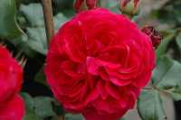 Edelrose 'Red Leonardo da Vinci'® • Rosa 'Red Leonardo da Vinci'®