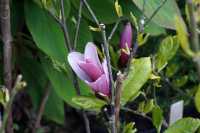 Chinesische Magnolie 'Oriental Night' • Magnolia 'Oriental Night'