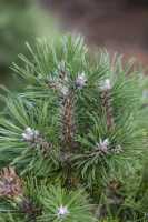 Kiefer grüne Welle • Pinus uncinata Grüne Welle