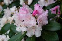 Rhododendron 'Silberwolke' • Rhododendron yakushimanum 'Silberwolke'