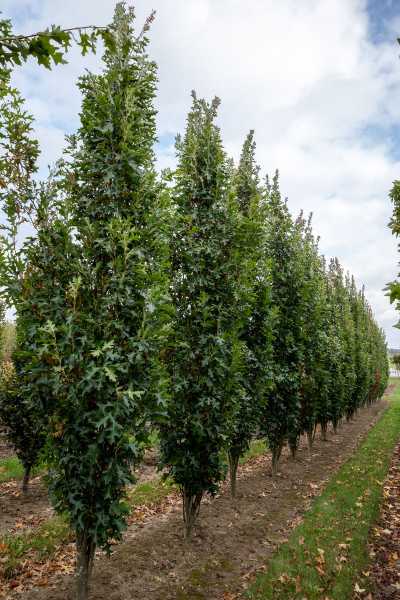 Sumpf-Eiche 'Green Pillar'® • Quercus palustris 'Green Pillar'®