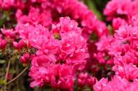 Japanische Azalee 'Labe' • Rhododendron obt. 'Labe'