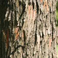 Urwelt-Mammutbaum • Metasequoia glyptostroboides