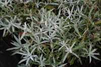 Silbriger Beifuß 'Silver Queen' • Artemisia ludoviciana 'Silver Queen'