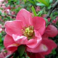 Zierquitte 'Pink Lady' • Chaenomeles x superba 'Pink Lady'