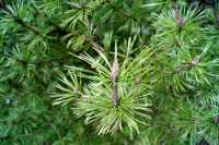 Berg-Kiefer, Latschenkiefer • Pinus mugo