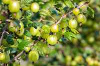 Ribes uva-crispa 'Tatjana' • Ribes uva-crispa 'Tatjana'