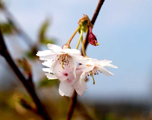 Winterkirsche 'Autumnalis' • Prunus subhirtella 'Autumnalis'
