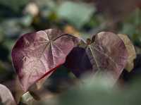 Blut-Trompetenbaum • Catalpa erubescens Purpurea