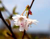 Winterkirsche Autumnalis • Prunus subhirtella Autumnalis