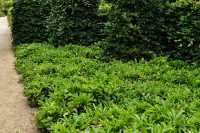 Kirschlorbeer 'Mount Vernon' • Prunus laurocerasus 'Mount Vernon'