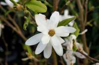 Sternmagnolie Royal Star • Magnolia stellata Royal Star